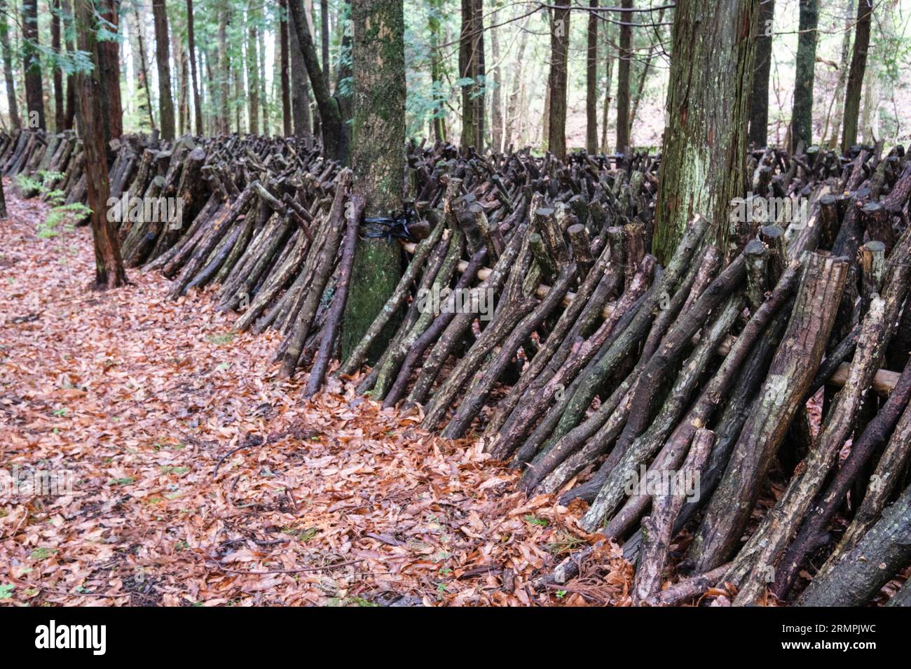 Giappone, Kyushu. Fattoria di funghi shiitake nella foresta. Le spore di funghi saranno impiantate su questi tronchi di quercia. Foto Stock