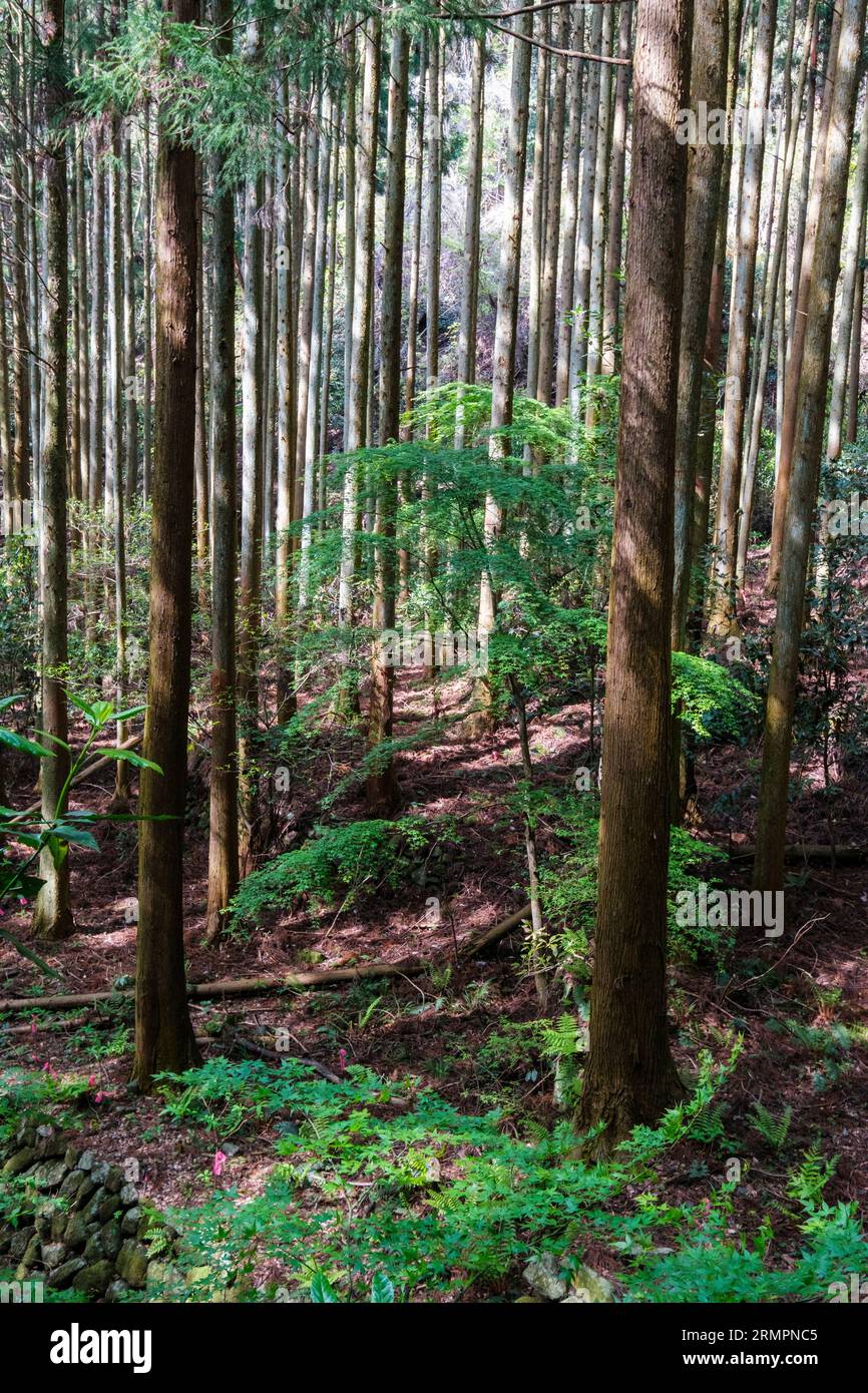 Giappone, Kyushu. Foresta lungo il sentiero che conduce alle sculture buddiste di Kumano Magaibutsu Stone Relief. Prefettura di Oita. Foto Stock