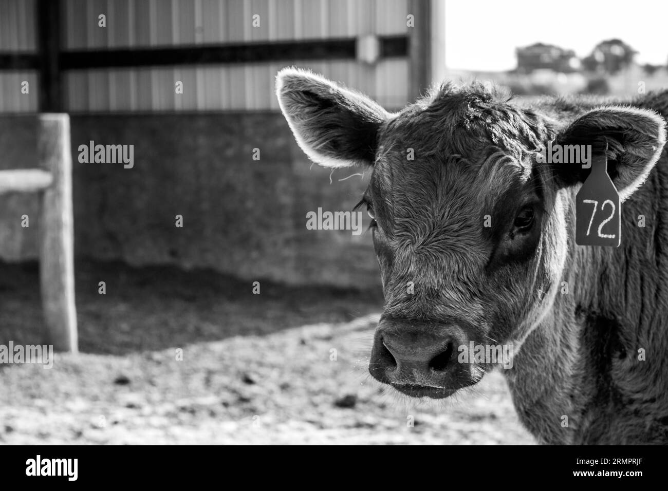 Un primo piano di una mucca addomesticata in una penna in scala di grigi Foto Stock