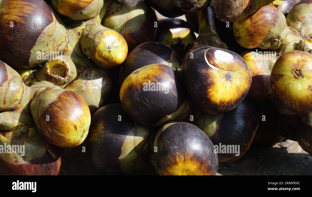 Borasso flabellifer (palma doppia, palma palmira, palma toddy, palma da vino, mela ghiacciata, pohon lontar) frutta. Questo frutto ha una consistenza simile a quella di una noce di cocco Foto Stock