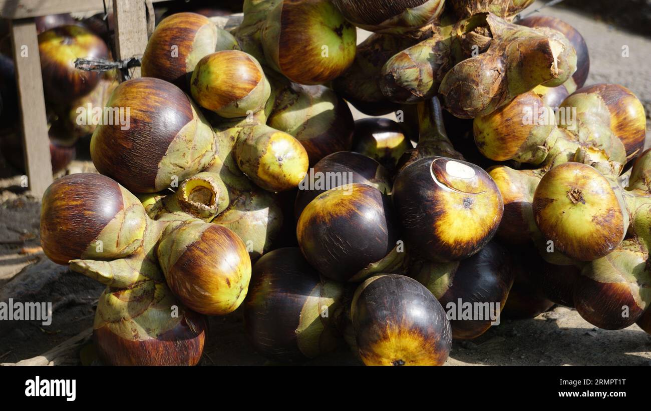 Borasso flabellifer (palma doppia, palma palmira, palma toddy, palma da vino, mela ghiacciata, pohon lontar) frutta. Questo frutto ha una consistenza simile a quella di una noce di cocco Foto Stock