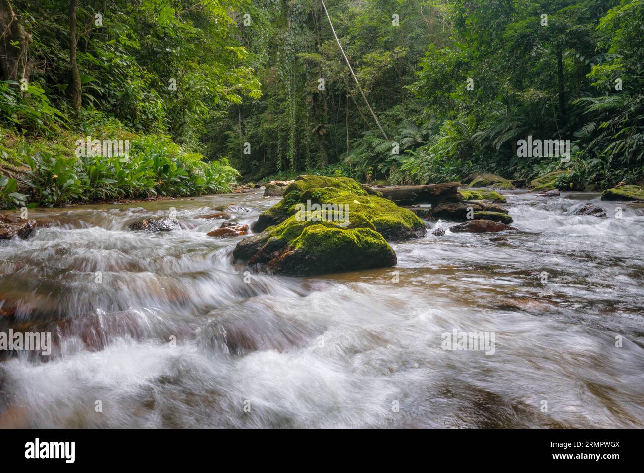 Il fiume Marianne scorre a Blanchisseuse, Trinidad Foto Stock