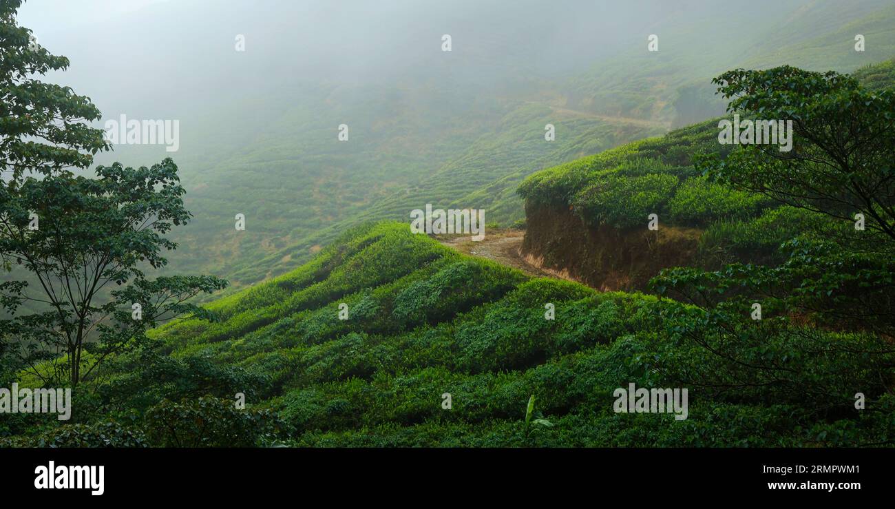 Piantagione di tè a cameron Highland, in Malesia Foto Stock