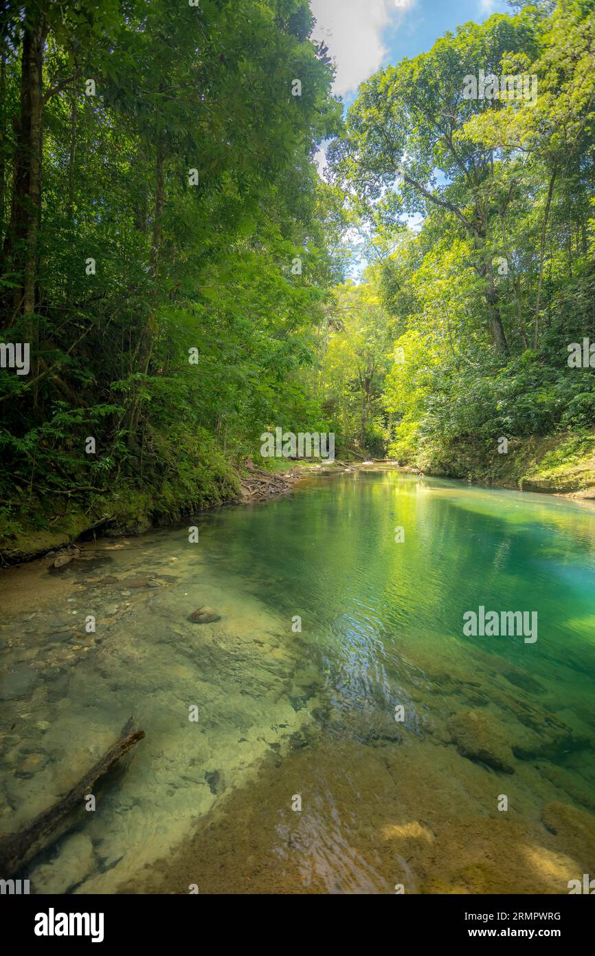 Sirenetta Pool, matura, Trinidad Foto Stock