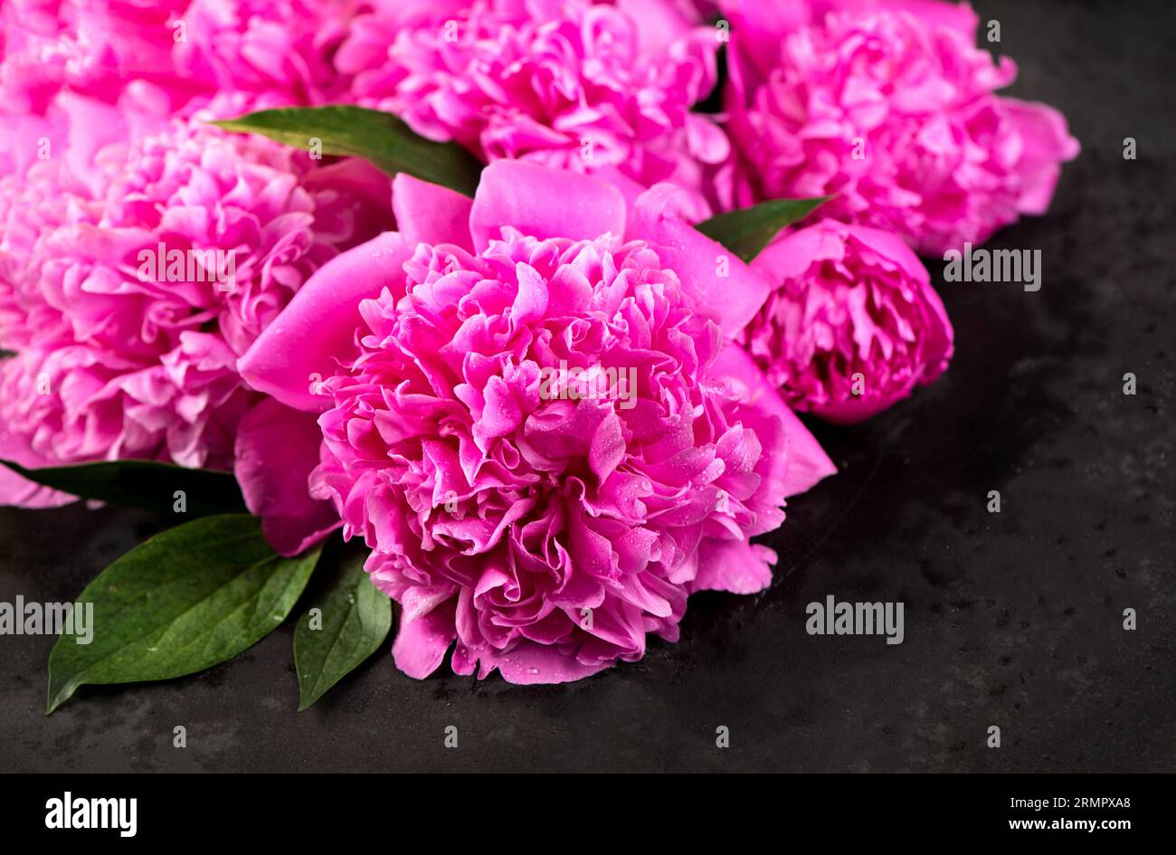Sfondo floreale rosa. Bouquet di sfondo di bellissime peonie rosa. Fiori di peonia in fiore, primo piano. Sfondo del matrimonio, concetto di San Valentino. Foto Stock