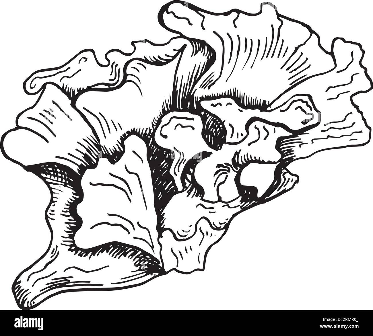 Illustrazione disegnata a mano con inchiostro di piante vettoriali di mare isolata su sfondo bianco. Ulva, insalata di mare, utile linea bianca nera con alghe. Elemento di progettazione per Illustrazione Vettoriale