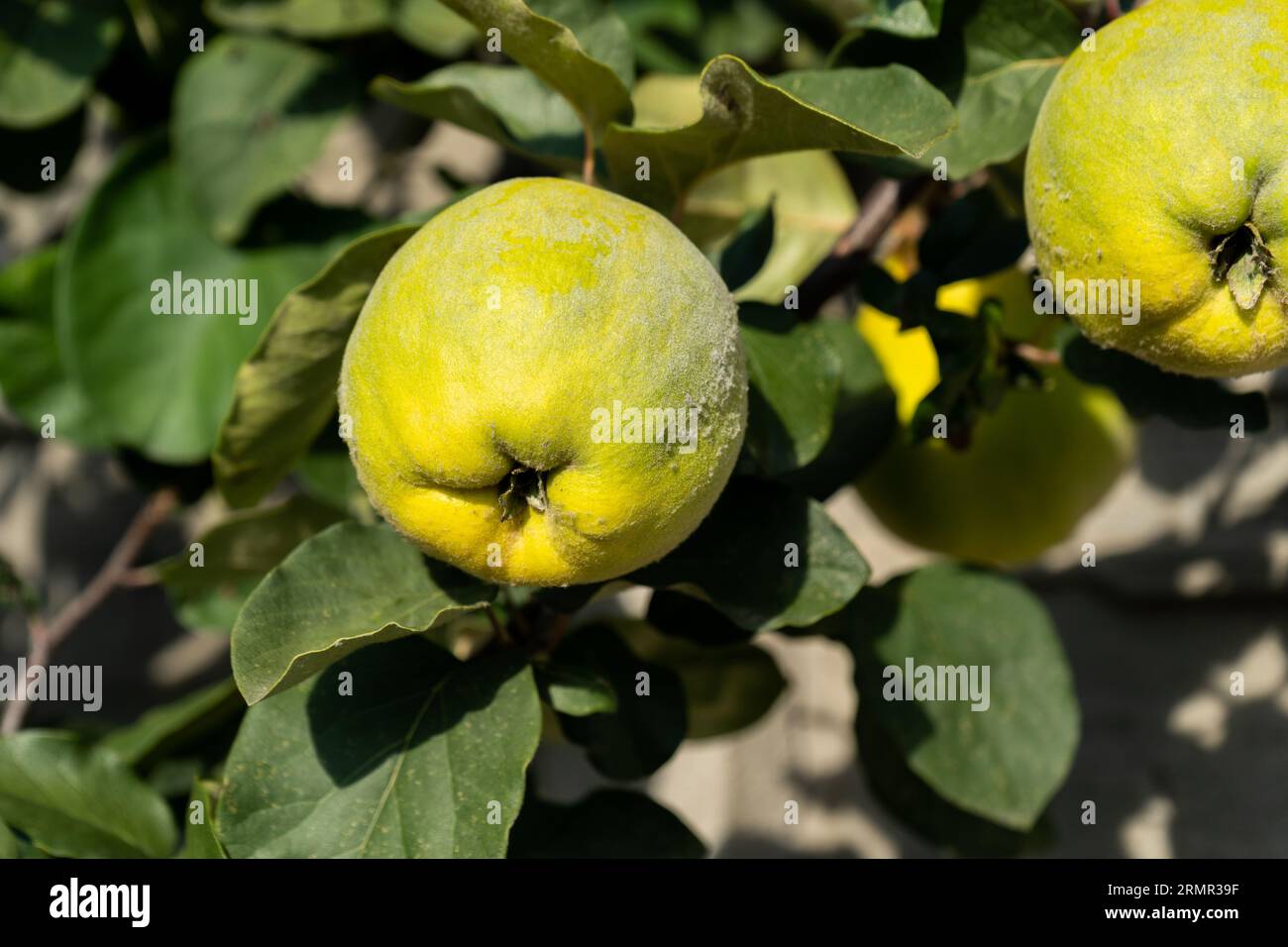 Pere con frutti verdi che crescono in un giardino. Pere che maturano su un albero. Foto Stock