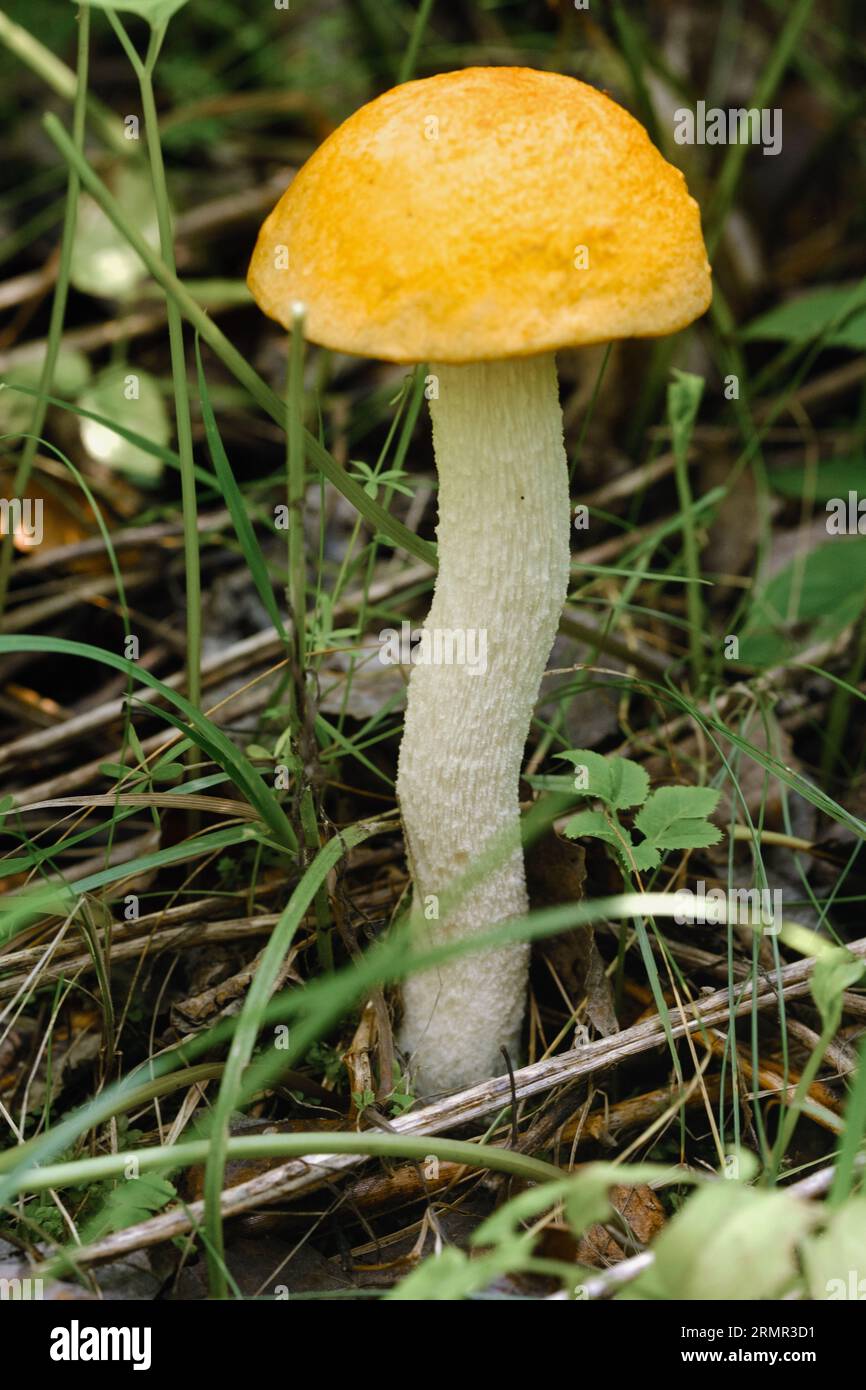 Un fungo aspen commestibile che cresce nella foresta. Funghi nella foresta. Raccolta di funghi. Foto Stock