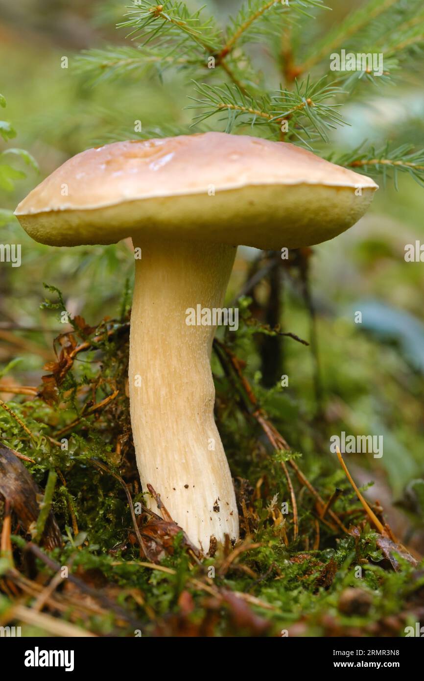 Un fungo bianco che cresce nella foresta. Fungo Boletus nella foresta selvaggia. Foto Stock