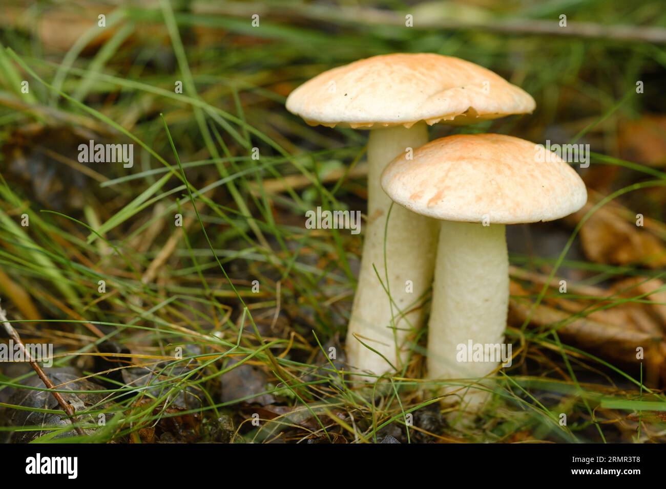 Due funghi aspen che crescono nella foresta. Funghi nella foresta. Raccolta di funghi. Foto Stock