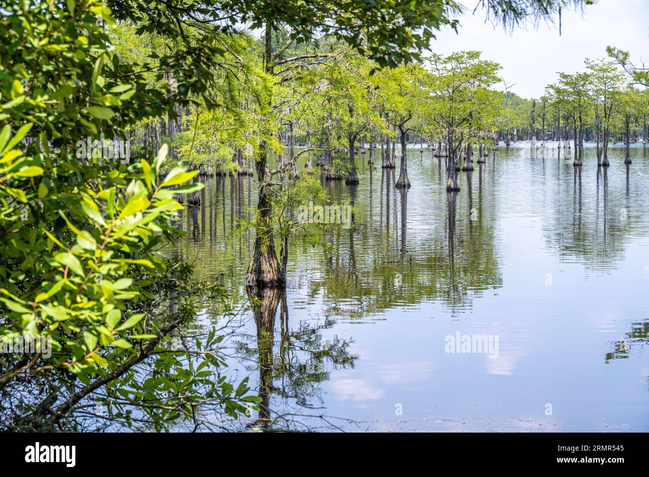 Una foresta di cipressi sommersa è ideale per un'avventura in kayak sul Watson Pond al George L. Smith II State Park di Twin City, Georgia. (USA) Foto Stock
