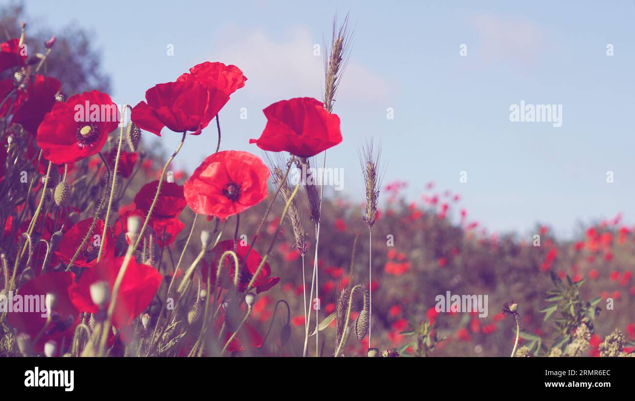 Un campo con fiori di papavero per uno sfondo colorato Foto Stock