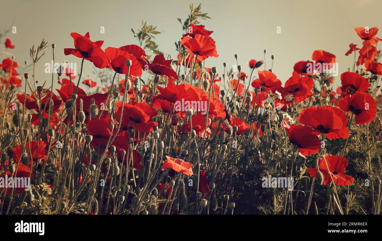 Un campo con fiori di papavero per uno sfondo colorato Foto Stock
