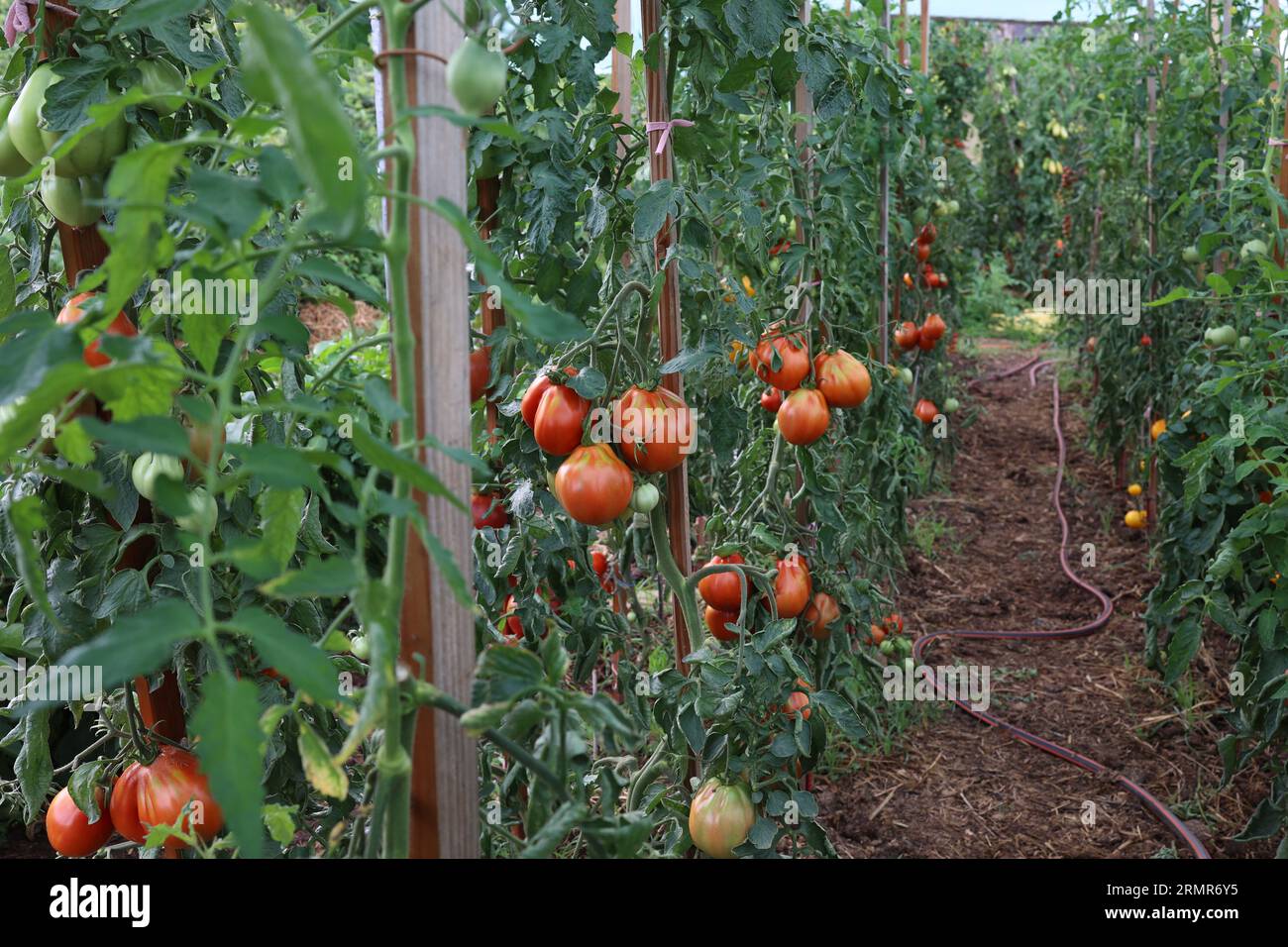 Pomodori maturi in giardino Foto Stock