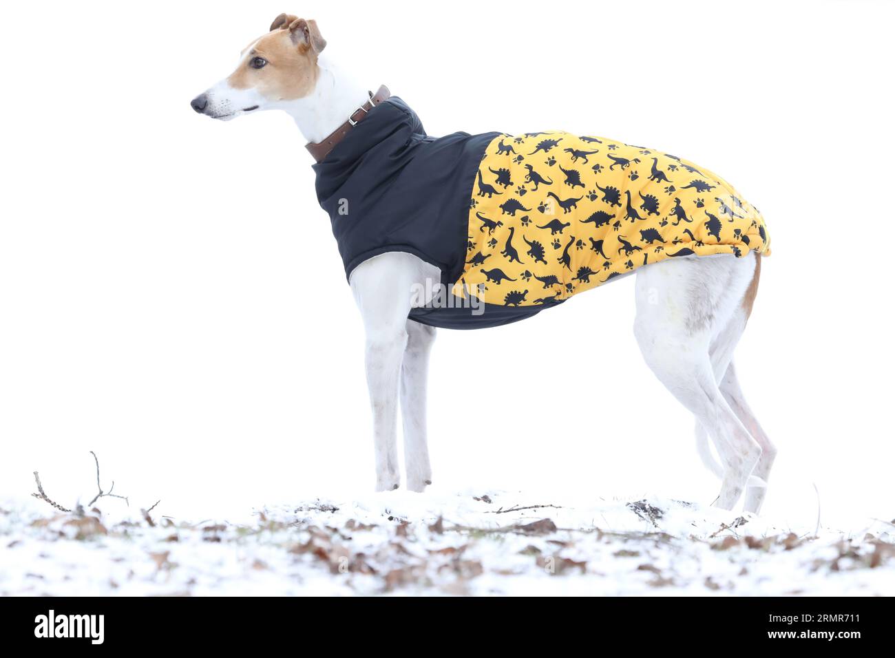 Un simpatico cane greyhound all'aperto con un camice. Levriero in natura Foto Stock