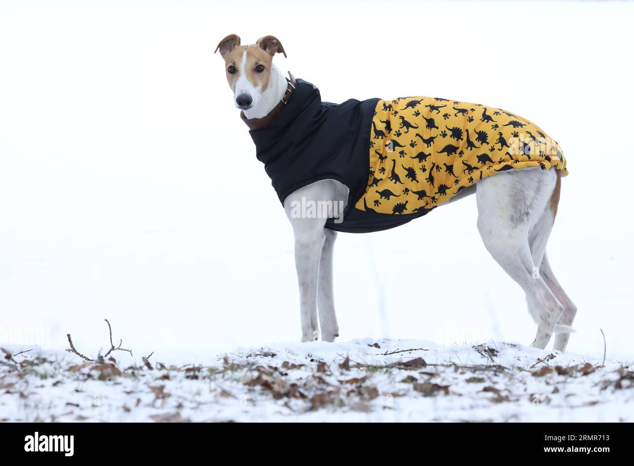 Un simpatico cane greyhound all'aperto con un camice. Levriero in natura Foto Stock