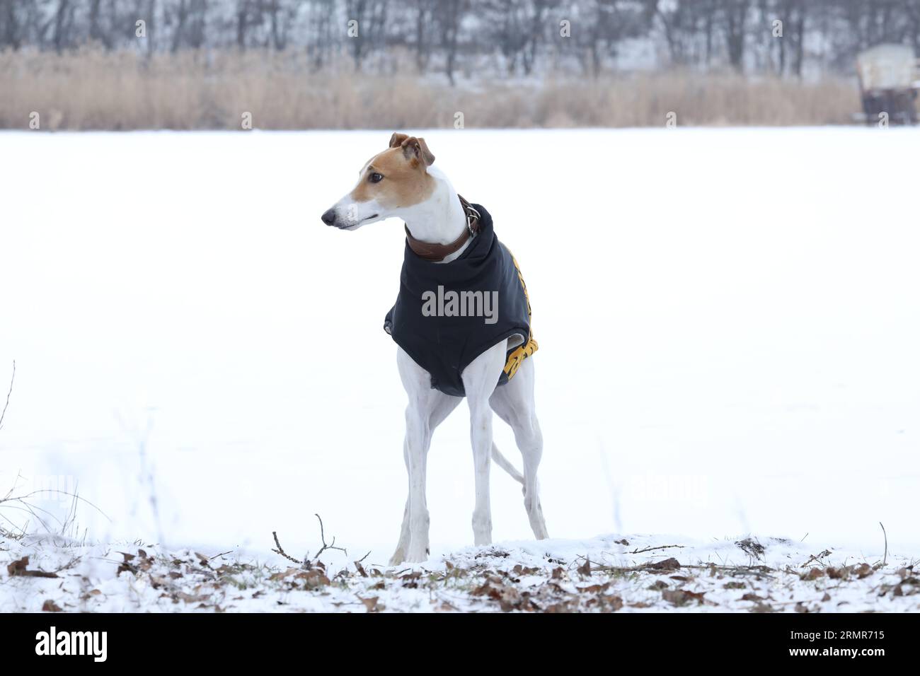 Un simpatico cane greyhound all'aperto con un camice. Levriero in natura Foto Stock