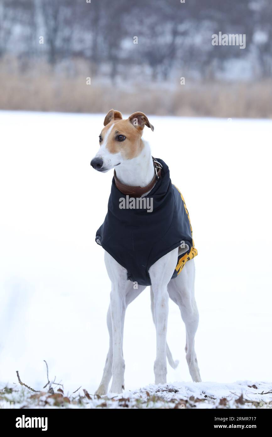 Un simpatico cane greyhound all'aperto con un camice. Levriero in natura Foto Stock