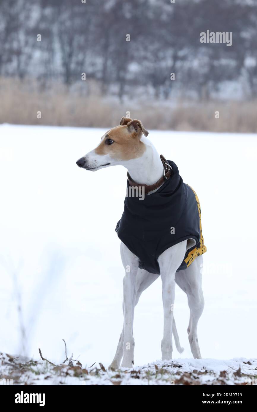 Un simpatico cane greyhound all'aperto con un camice. Levriero in natura Foto Stock