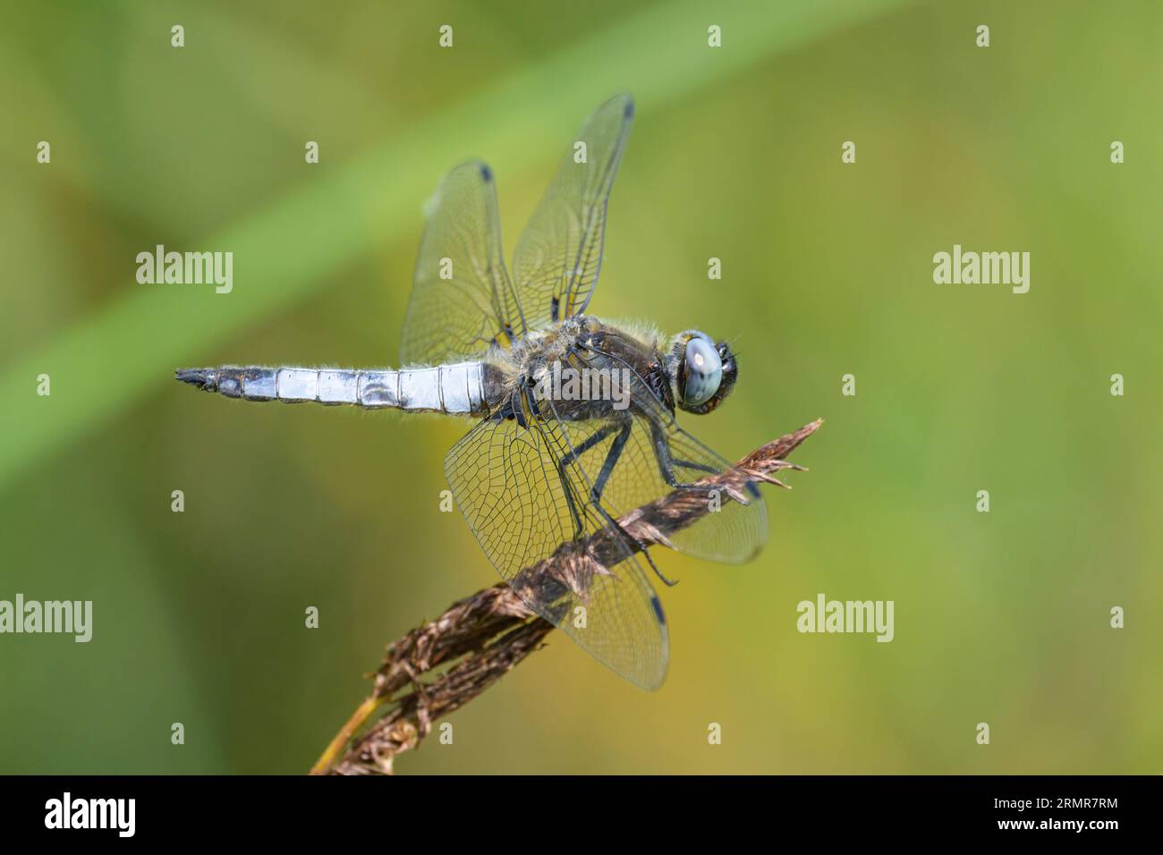Una scarsa dragonfly chaser (Libellula fulva) che riposa vicino all'acqua, giorno di sole in primavera, Vienna (Austria) Foto Stock