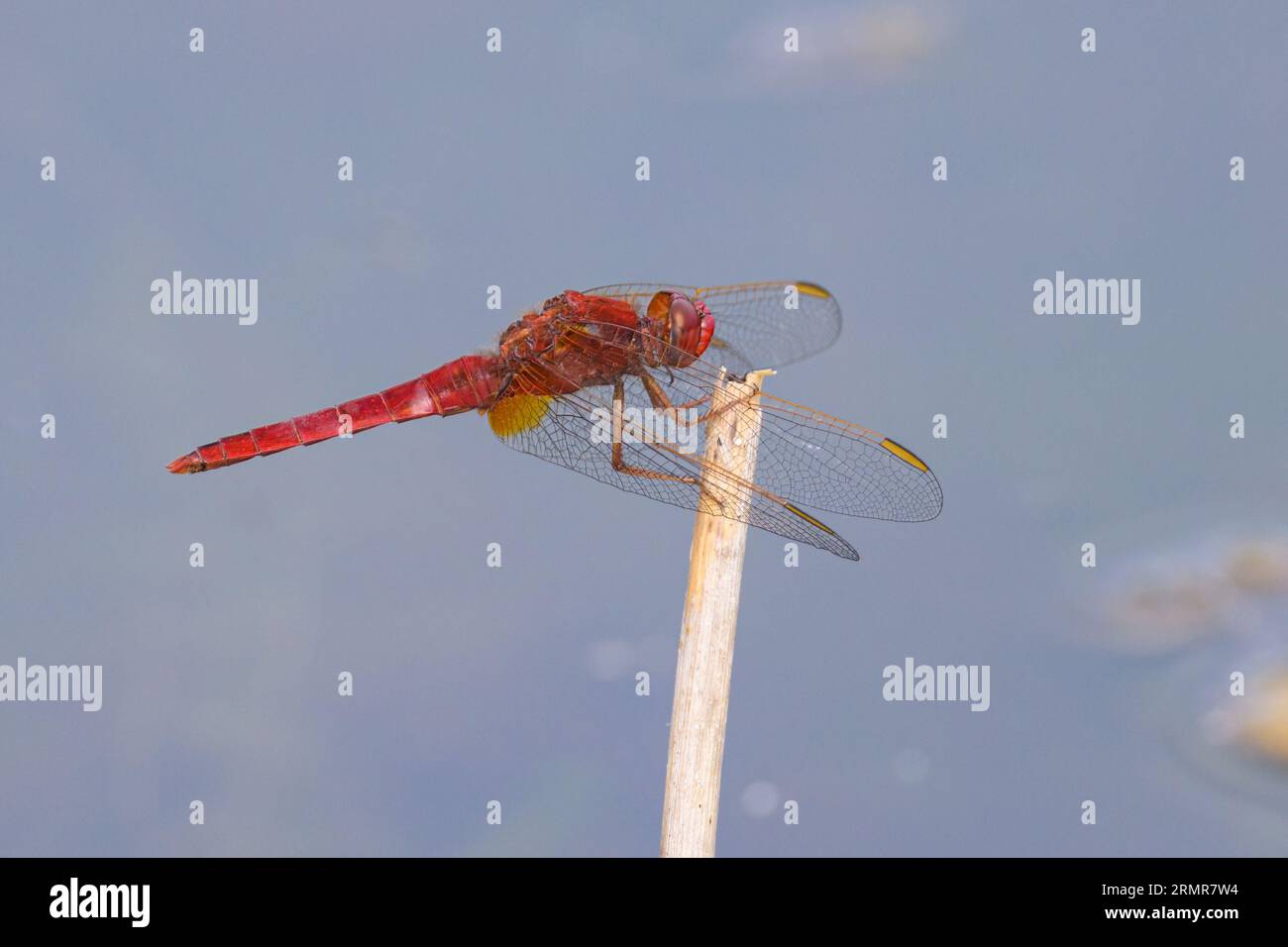 Un darter scarlatto comune che riposa vicino all'acqua, giorno di sole in estate, nel nord della Francia Foto Stock