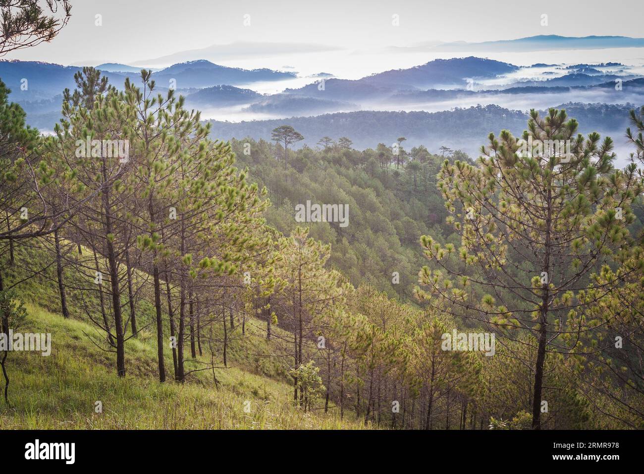 Paesaggio da Lat, paesaggio da Lat, paesaggio vietnamita, mattina, da Lat dà il benvenuto all'alba in cima a una collina, guardando giù le colline di pini piene di ossa coperte di luce solare dolce e bella, splendido paesaggio da Lat. Foto Stock