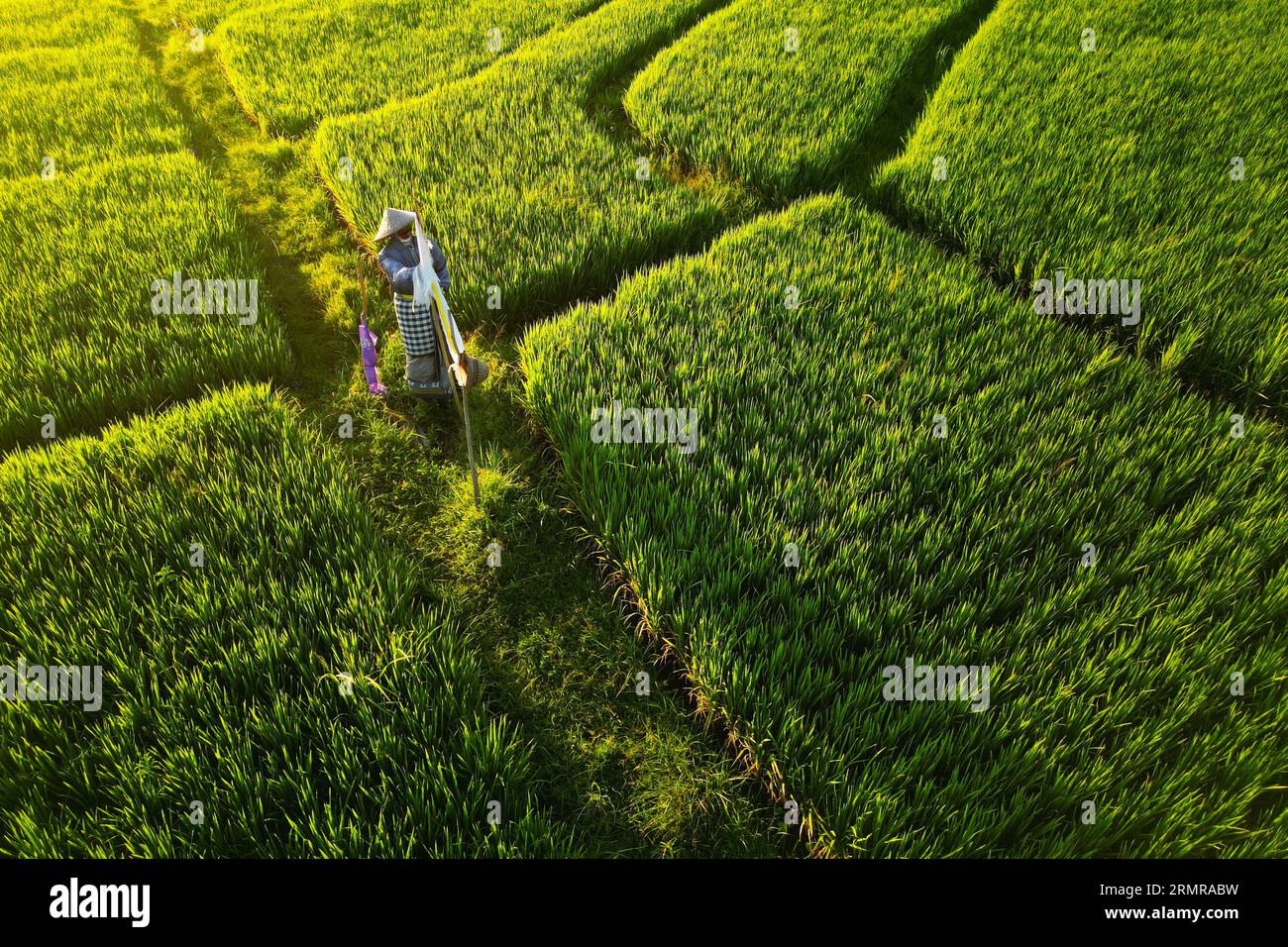 Vista aerea della risaia verde nell'isola di Bali-Indonesia Foto Stock