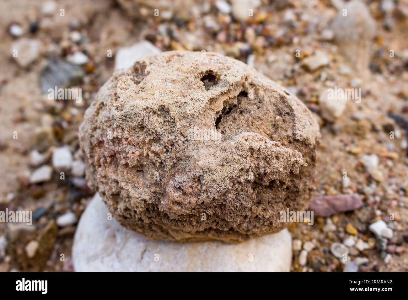 Spugna fossilizzata Chaetetes forma sferica sostituita da Calcedonia, Russia Foto Stock