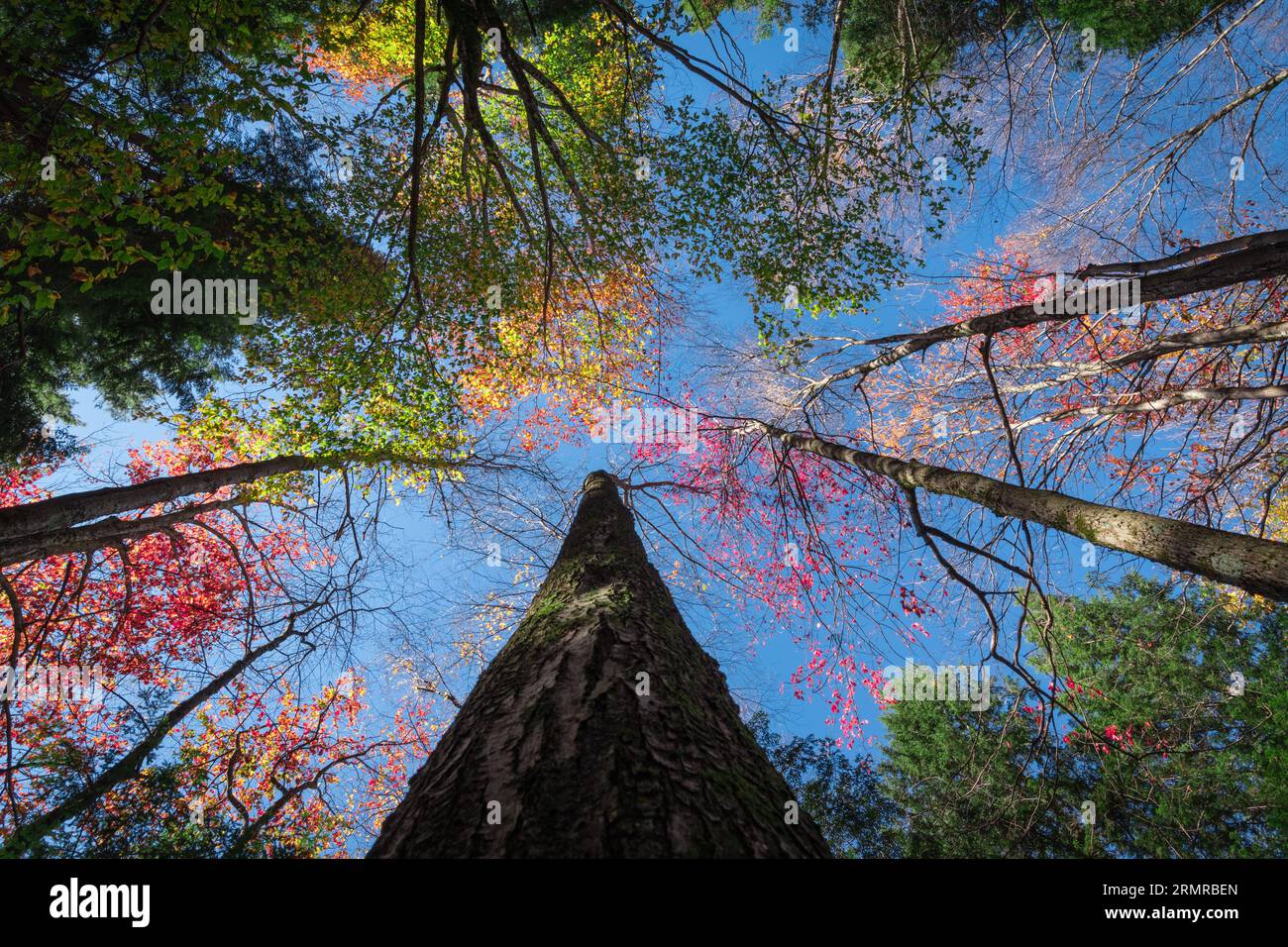Alti alberi autunnali al Lye Brook Hollow di Manchester, Vermont, USA, in un pomeriggio di sole, con foglie autunnali di colore diverso contro un cielo blu. Foto Stock