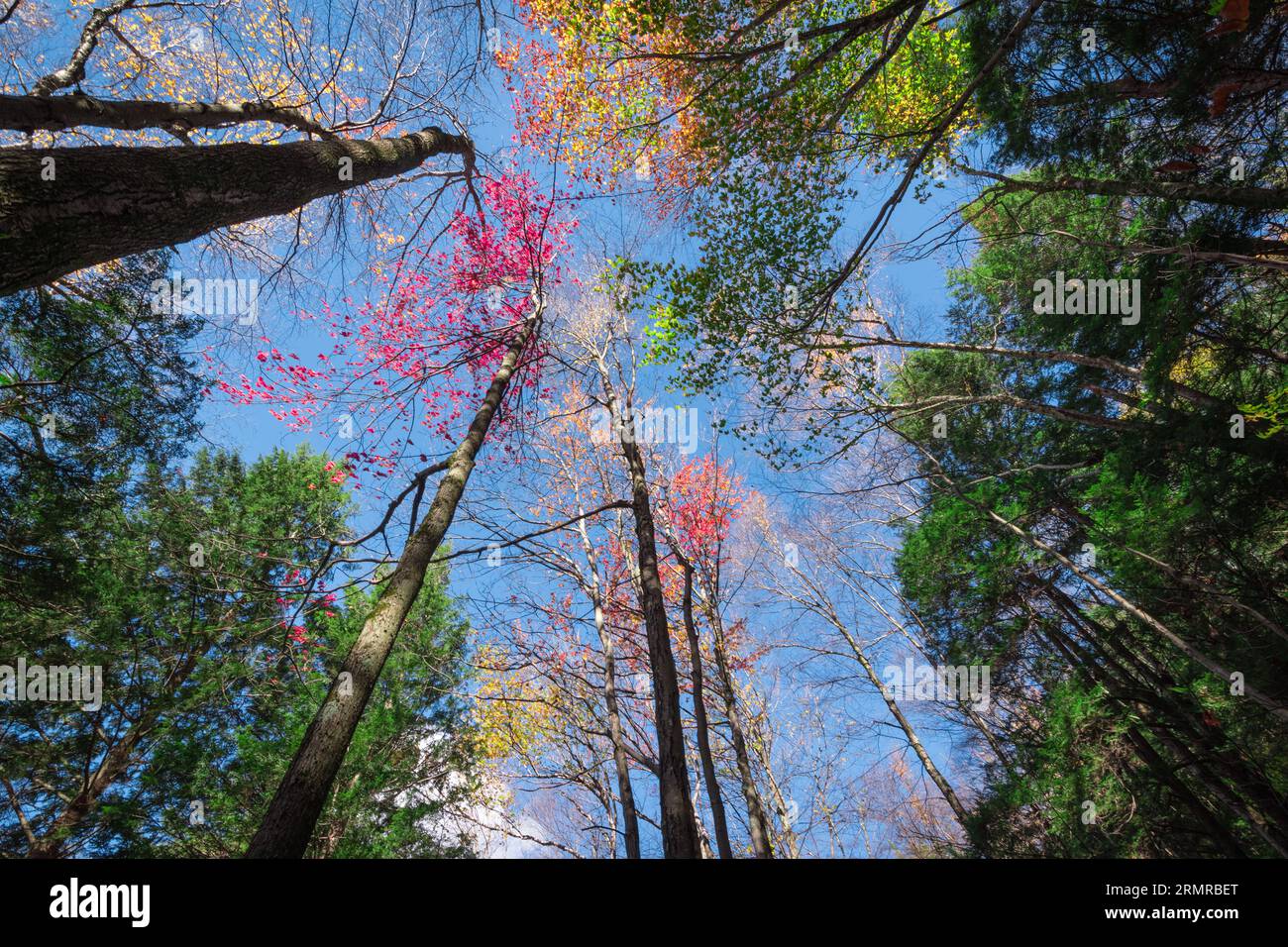 Alti alberi autunnali al Lye Brook Hollow di Manchester, Vermont, USA, in un pomeriggio di sole, con foglie autunnali di colore diverso contro un cielo blu. Foto Stock
