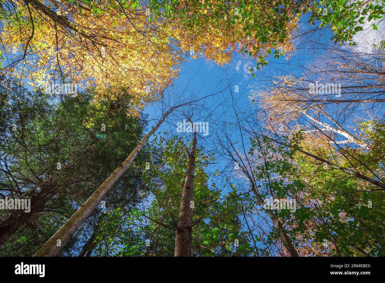 Alti alberi autunnali al Lye Brook Hollow di Manchester, Vermont, USA, in un pomeriggio di sole, con foglie autunnali di colore diverso contro un cielo blu. Foto Stock