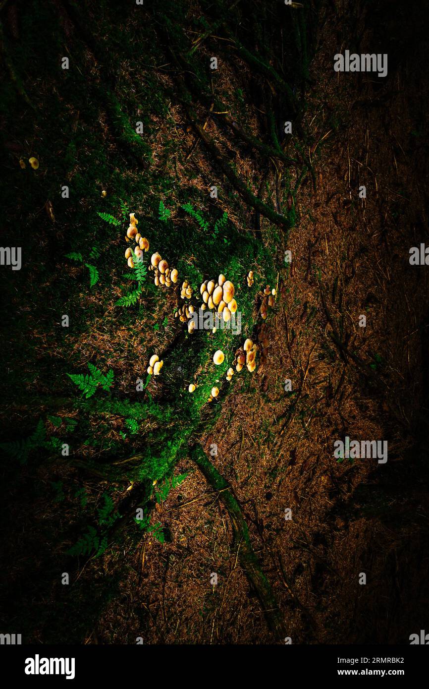 La luce del sole cade su una zona di Common Stump Brittlestem - funghi Psathyrella piluliformis, sul fondo della foresta nella valle di Carron, in Scozia Foto Stock