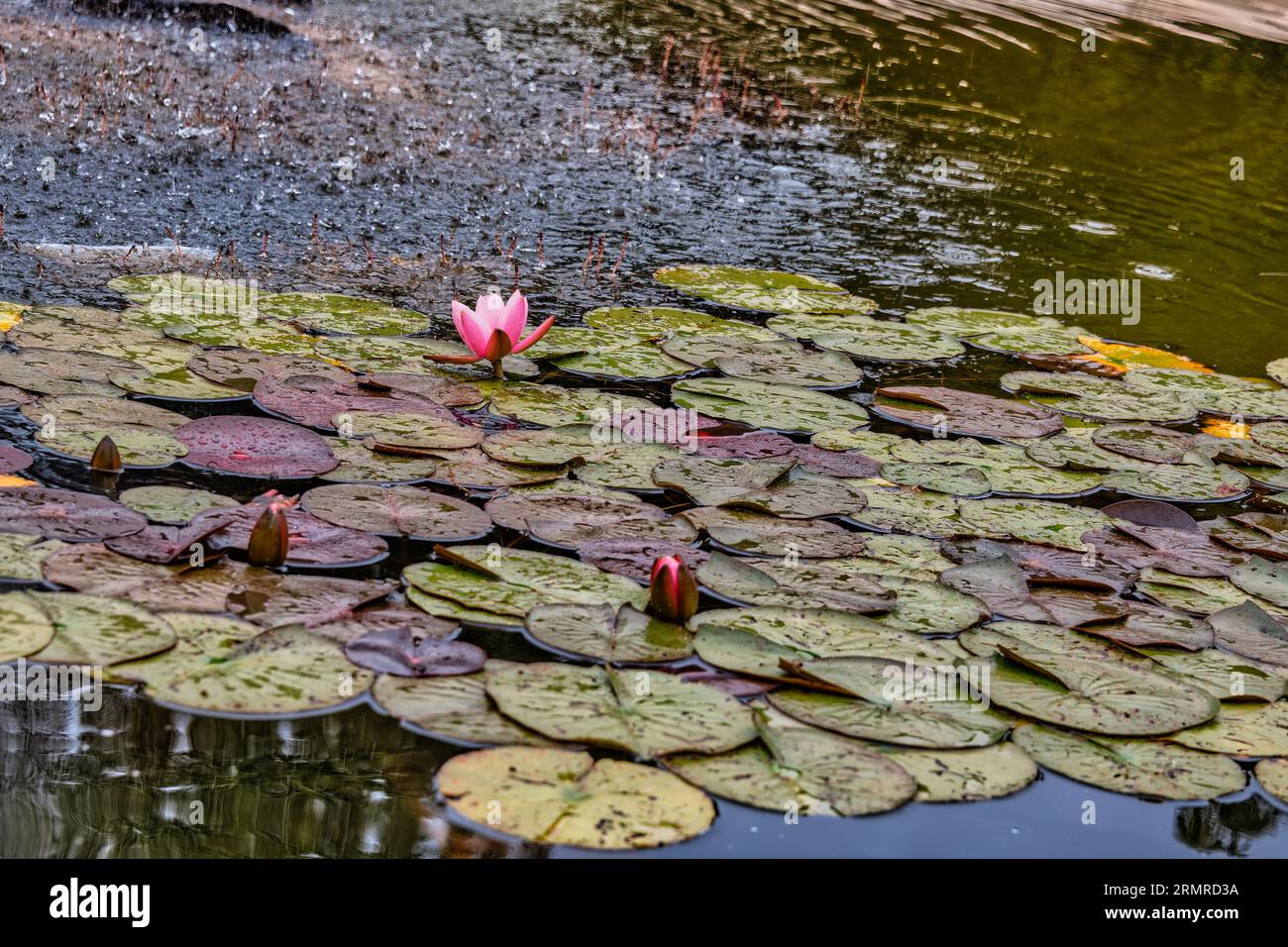 Seerosen in einem Teich vom Schlosspark Schönbrunn a Vienna Foto Stock