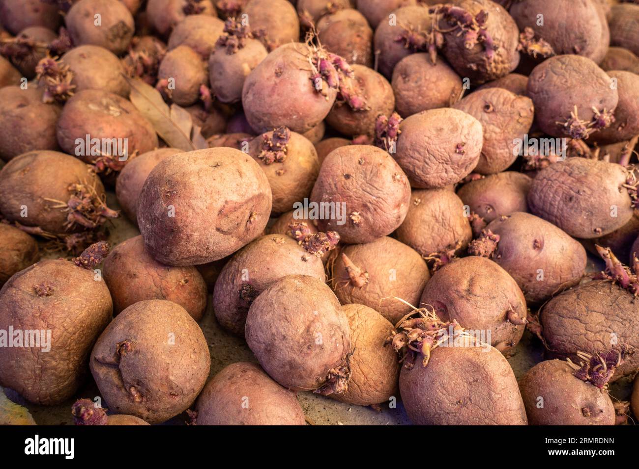 Patate rosse e rosa organiche vivaci dell'Himachal Pradesh, India. Esclusiva varietà di pollice rosso. Foto Stock