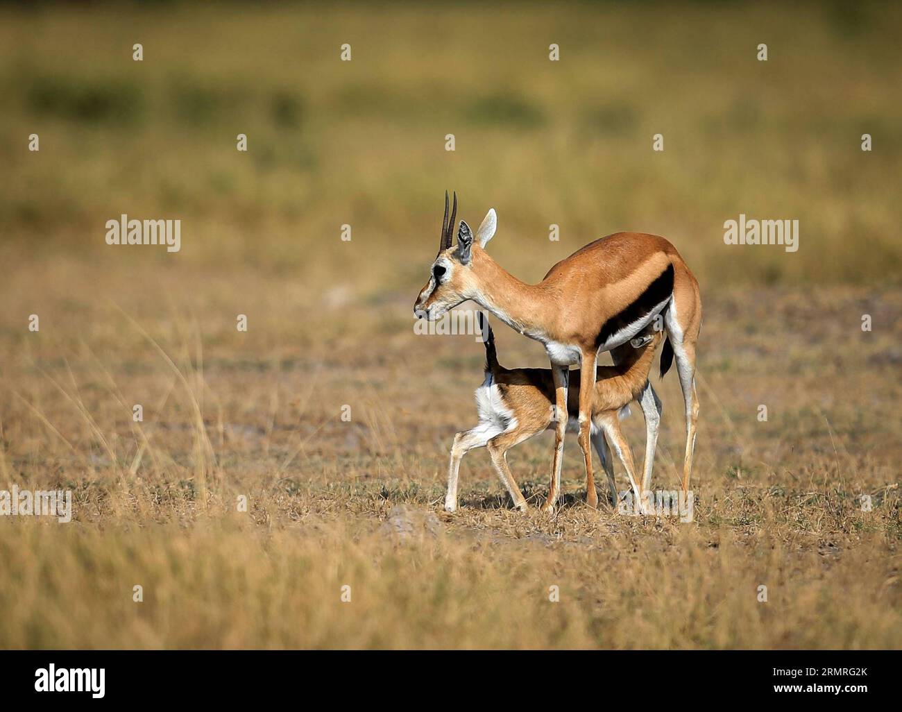 (140718) -- NAIROBI, 18 luglio 2014 (Xinhua) -- foto scattata il 16 luglio 2014 mostra due gazzelle di Thomson nel Parco Nazionale di Amboseli in Kenya. La migrazione annuale della fauna selvatica iniziata all'inizio di luglio dal Serengeti National Park della Tanzania alla Massai Mara National Reserve del Kenya ha segnato l'inizio dell'alta stagione turistica del Kenya. (Xinhua/Meng Chenguang) (djj) KENYA-AMBOSELI-WILDLIFE-TOURISM-PEAK SEASON PUBLICATIONxNOTxINxCHN Nairobi JUL 18 2014 XINHUA foto scattata IL 16 luglio 2014 mostra due gazzelle Di Thomson AL Parco Nazionale di Amboseli del Kenya la migrazione annuale della fauna selvatica Thatcher kicke Foto Stock