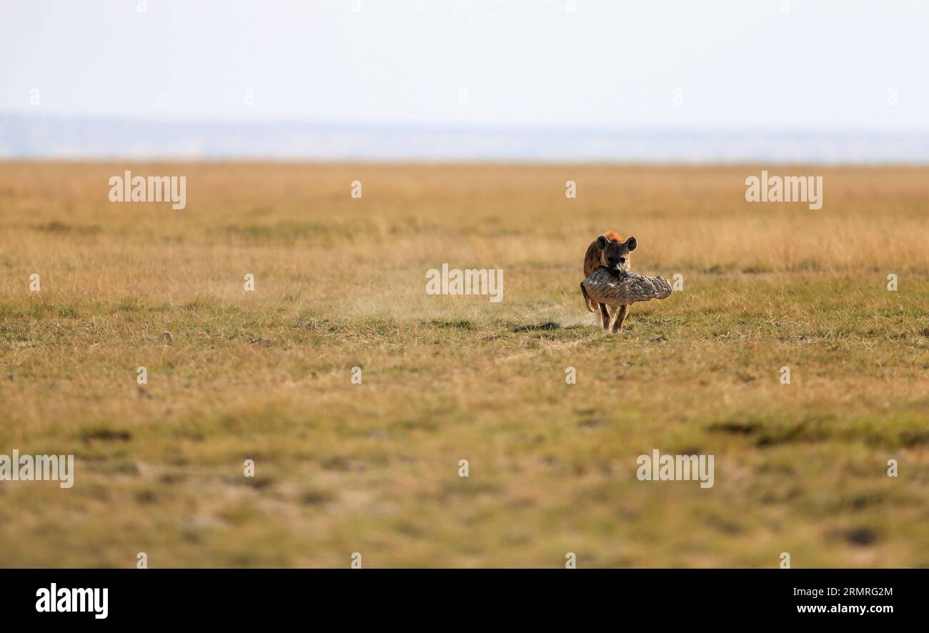 (140718) -- NAIROBI, Ju. 18, 2014 (Xinhua) -- Una iena che contiene cibo in bocca è vista nel Parco Nazionale di Amboseli in Kenya, 2014. La migrazione annuale della fauna selvatica iniziata all'inizio di luglio dal Serengeti National Park della Tanzania alla Massai Mara National Reserve del Kenya ha segnato l'inizio dell'alta stagione turistica del Kenya. (Xinhua/Meng Chenguang) (djj) KENYA-AMBOSELI-WILDLIFE-TOURISM-PEAK SEASON PUBLICATIONxNOTxINxCHN Nairobi JUL 18 2014 XINHUA a Hyena Holding Food in its mouth IS Lakes AT the Amboseli National Park of Kenya 2014 il Thatcher annuale della migrazione della fauna selvatica è iniziato all'inizio di luglio Foto Stock