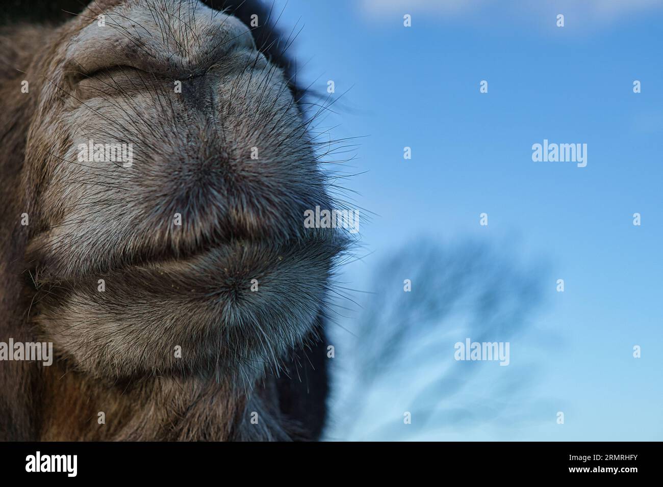 Cammello Snout. Divertente foto animale di un grande mammifero. Muso marrone morbido dell'animale. Foto animale Foto Stock