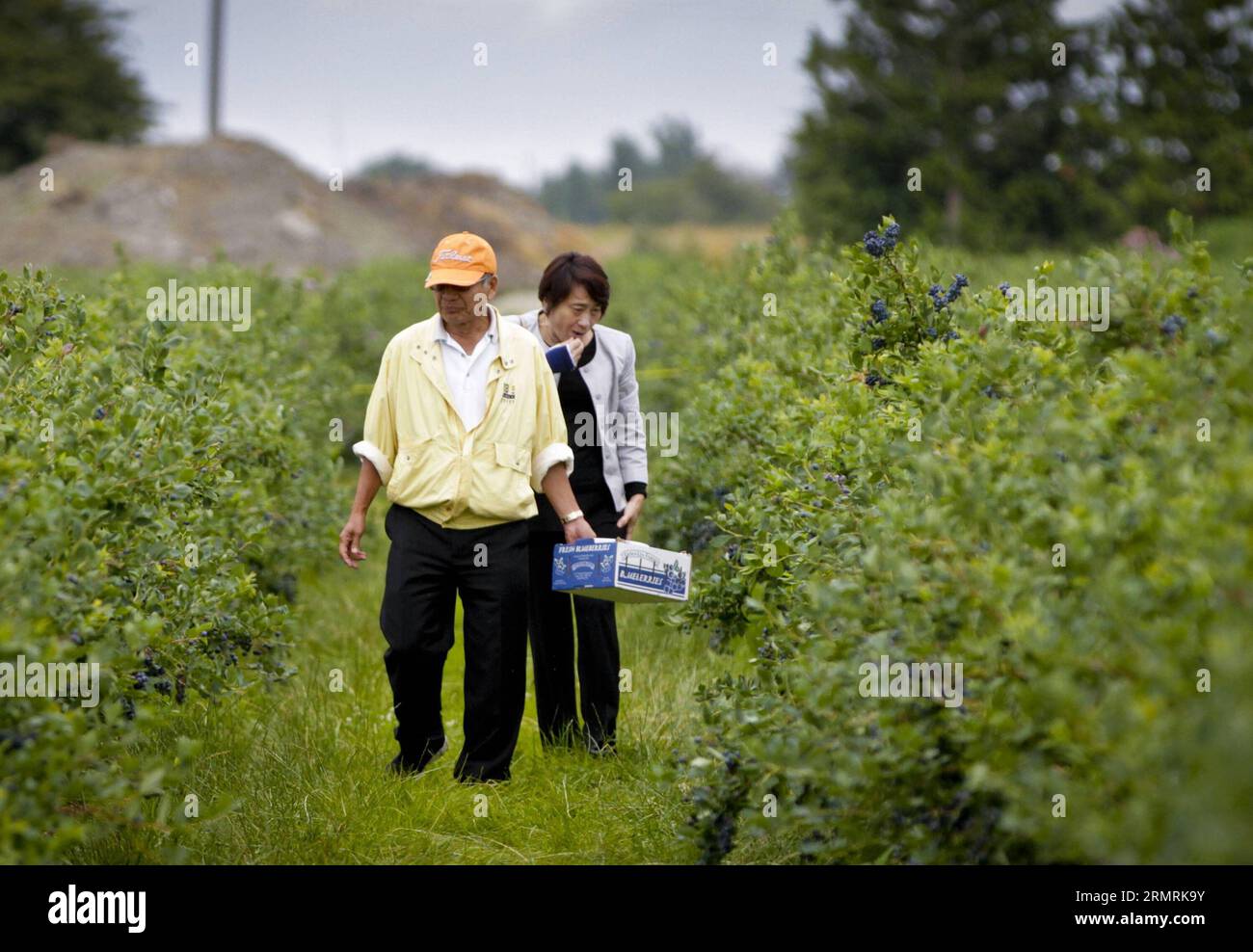 (140724) -- VANCOUVER (CANADA), (Xinhua) -- le persone raccolgono mirtilli in una fattoria di mirtilli a Delta, British Columbia, Canada, 23 luglio 2014. Il raccolto di mirtilli della British Columbia dovrebbe stabilire un nuovo record quest'anno con 68 milioni di chilogrammi, il 25% in più rispetto allo scorso anno. La Columbia Britannica è il più grande produttore ed esportatore di mirtilli in Canada e il terzo più grande al mondo. (Xinhua/Liang Sen) CANADA-VANCOUVER-MIETITURA MIRTILLI PUBLICATIONxNOTxINxCHN Vancouver Canada le celebrità di XINHUA raccolgono mirtilli IN una fattoria di mirtilli a Delta British Columbia Canada 23 luglio 2014 British Foto Stock