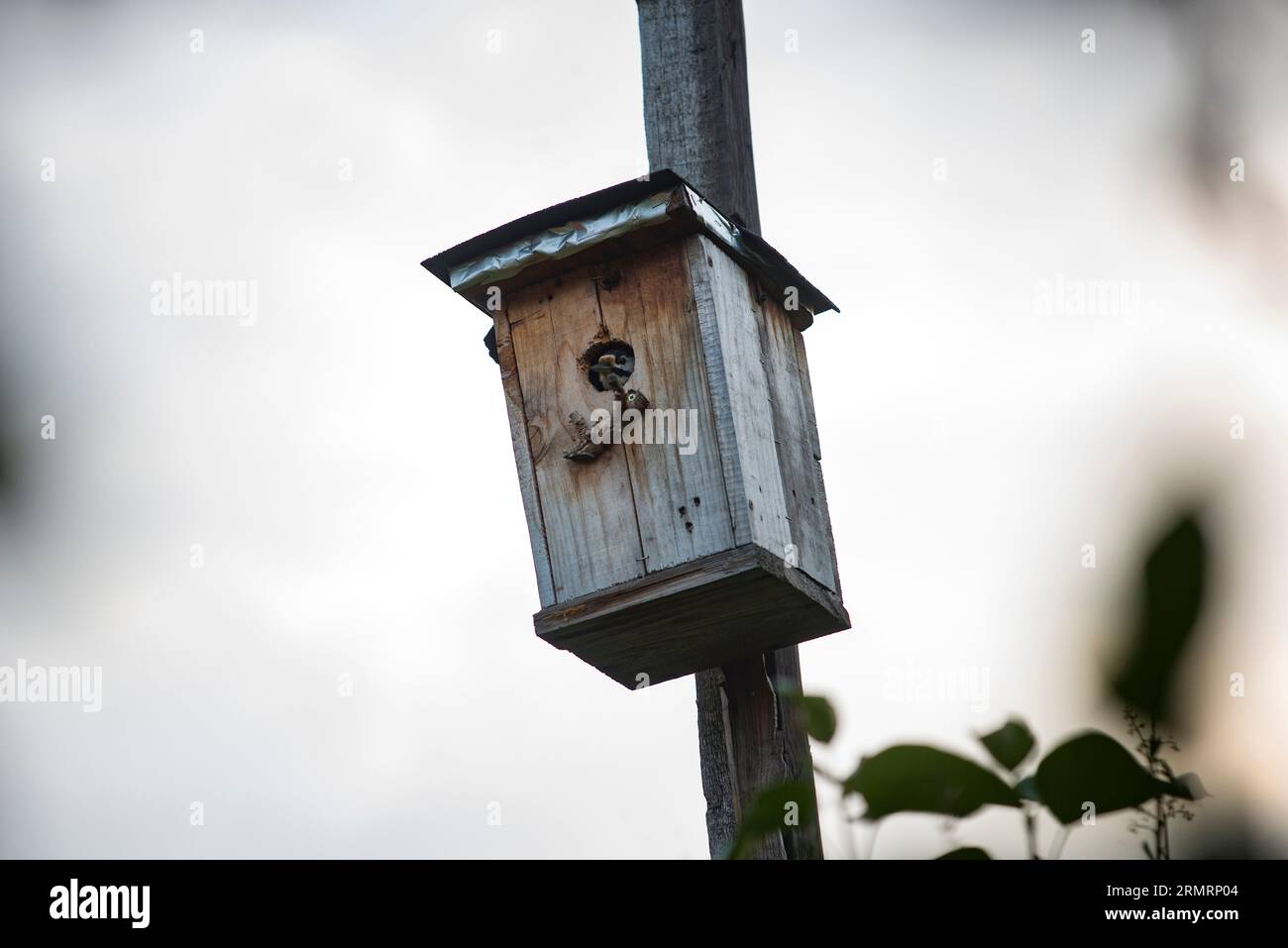 Un picchio che ha un rifugio in una casa di starling Foto Stock