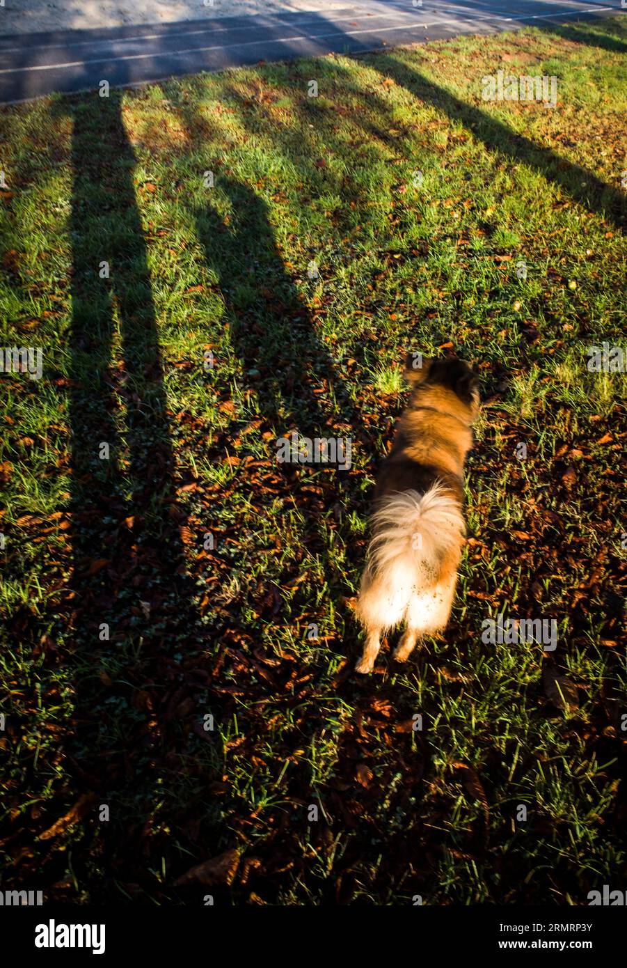 Una passeggiata con un cane soffice, la mattina presto Foto Stock