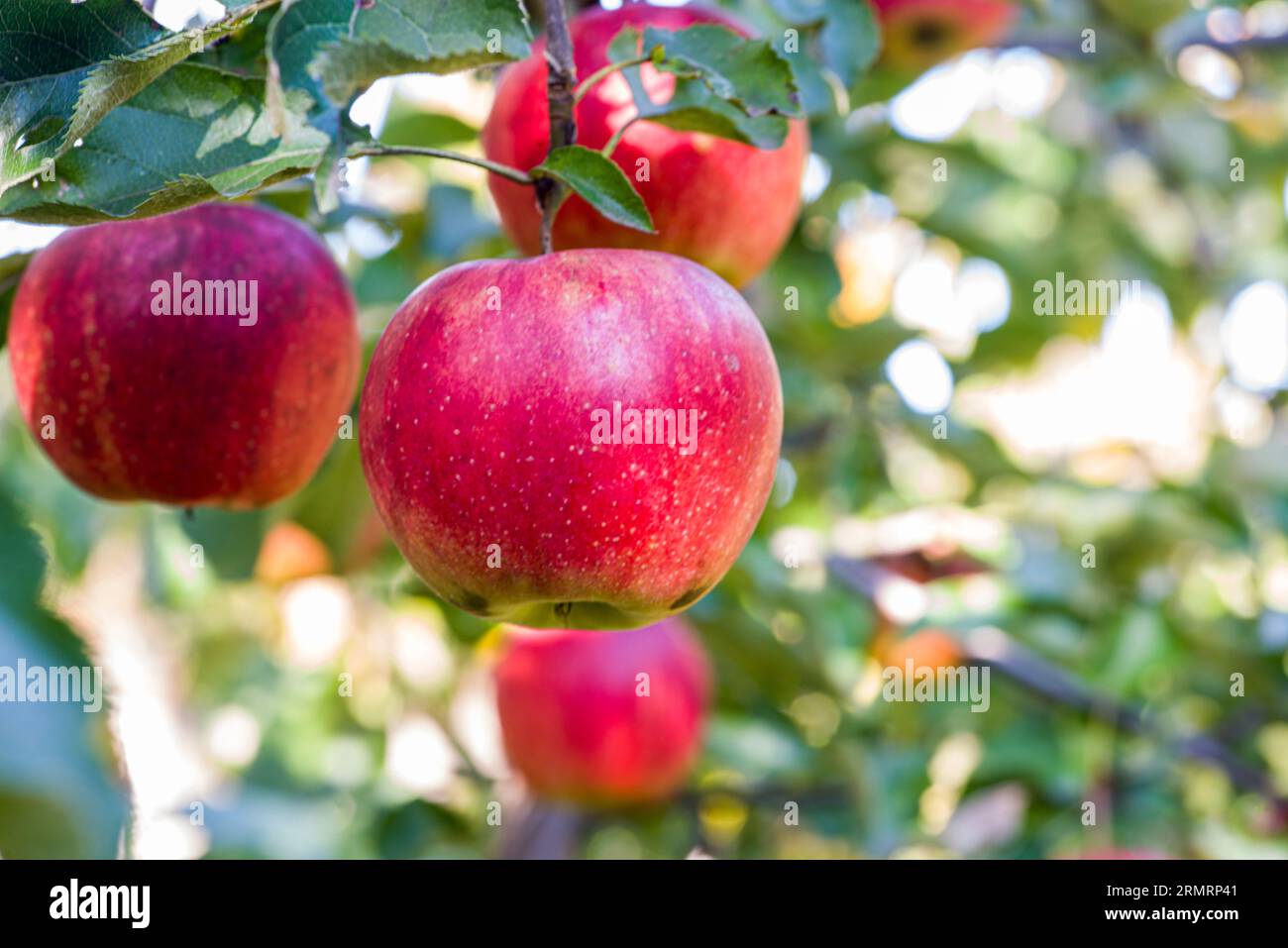 Maturare le mele rosse su un albero Foto Stock