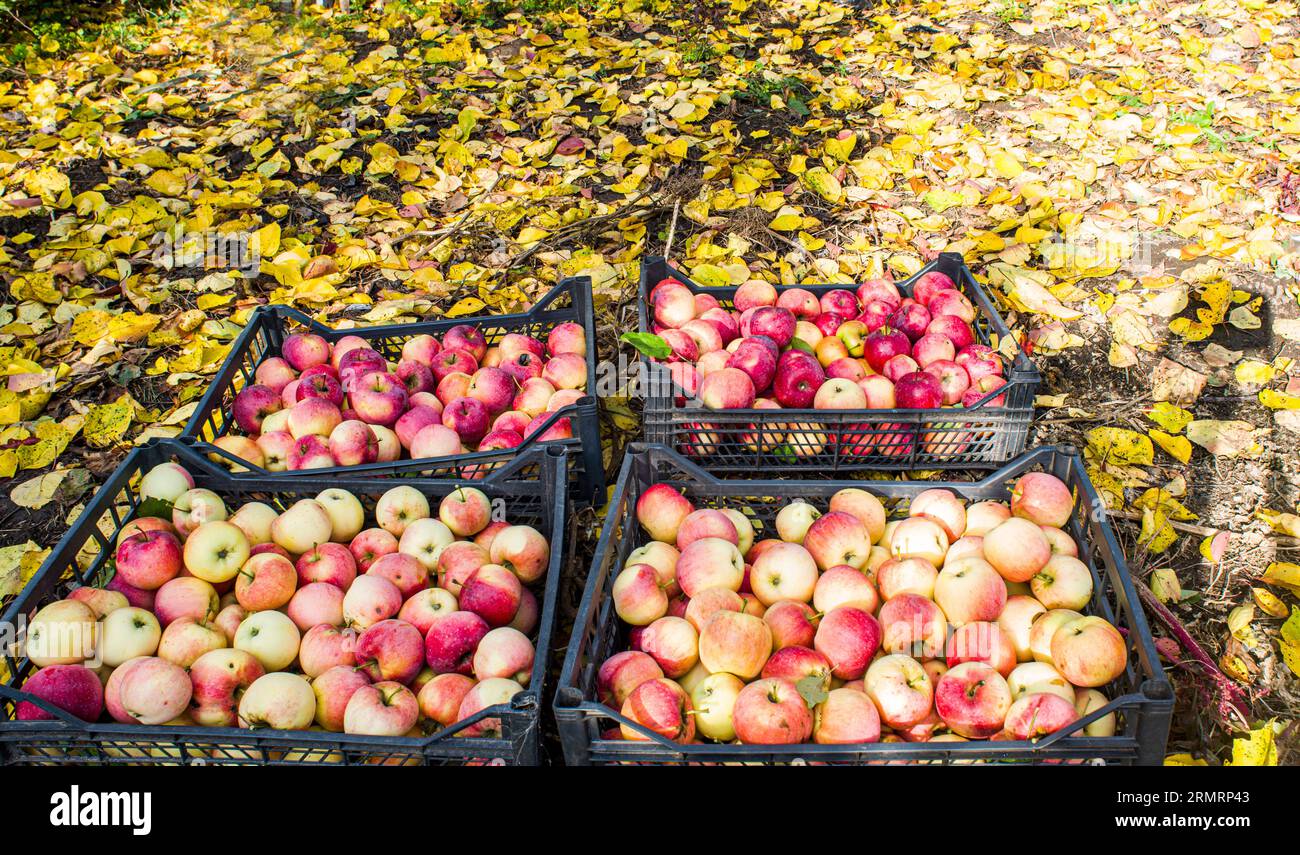 Mele mature rosse, appena raccolte in scatole Foto Stock