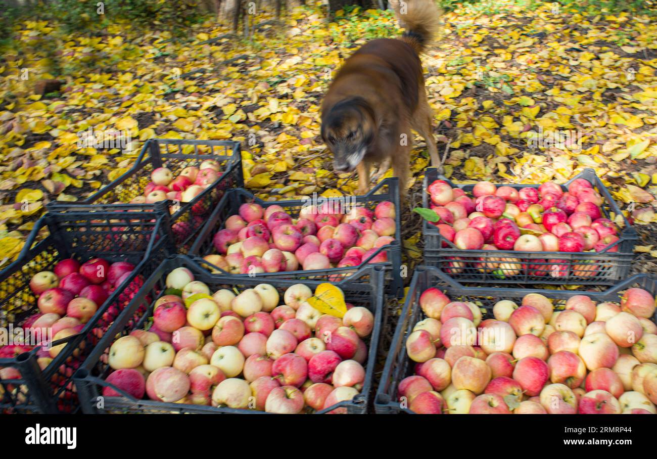 Mele rosse maturate, appena raccolte in scatole, con un cane soffice vicino Foto Stock