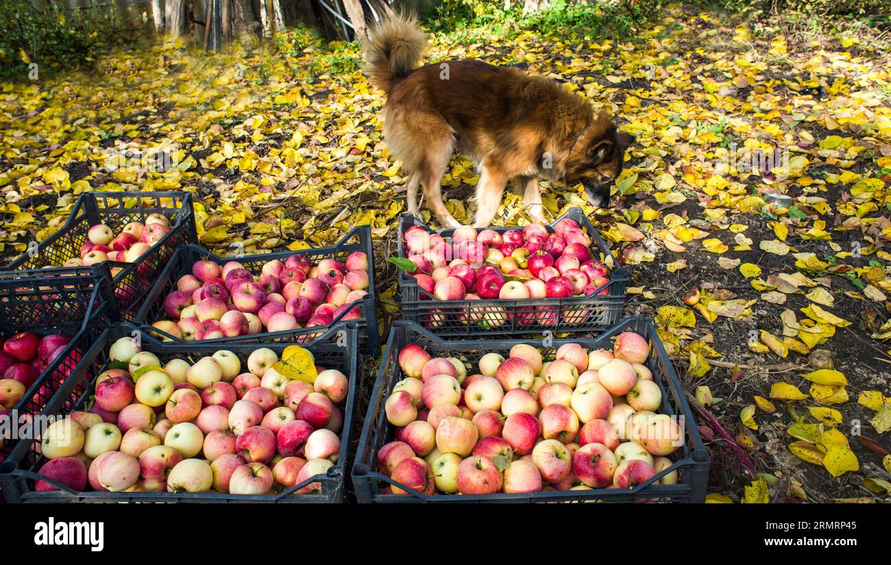 Mele mature rosse, appena raccolte in scatole, con cane soffice vicino Foto Stock