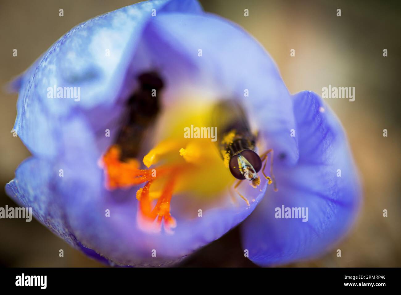 Una mosca, che impollina il fiore di croco, da cui viene prodotto lo zafferano Foto Stock