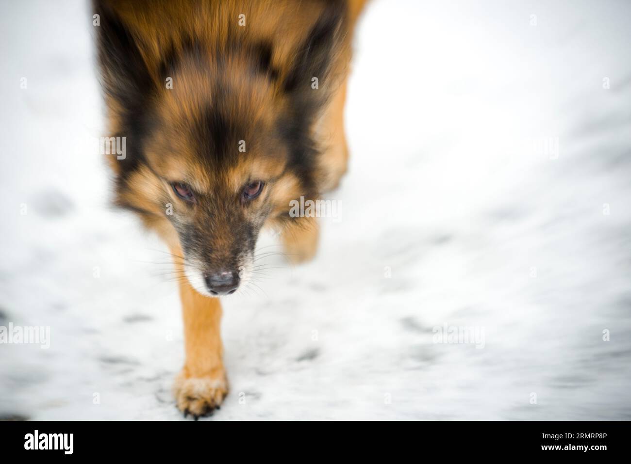 Un cane soffice, che cammina sulla neve Foto Stock