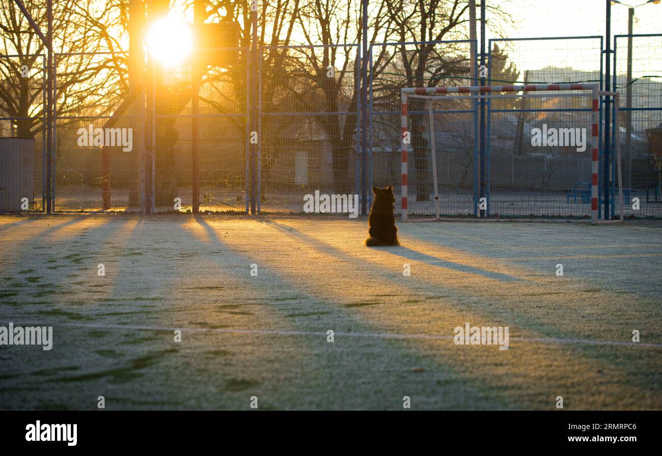 Un cane soffice, che guarda l'alba nel cortile della scuola Foto Stock