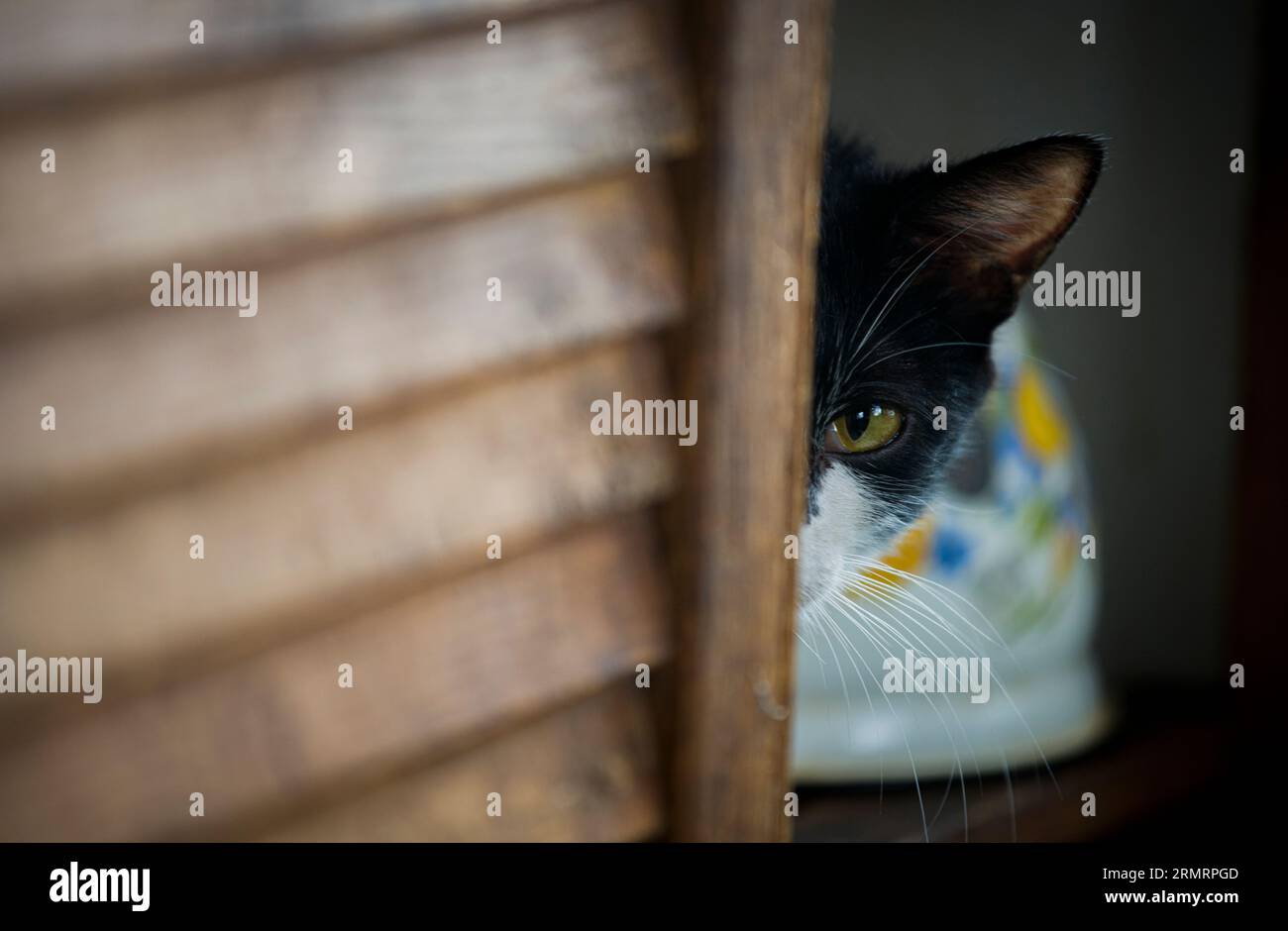Un gatto nero che guarda con sospetto dalla sua pelle Foto Stock