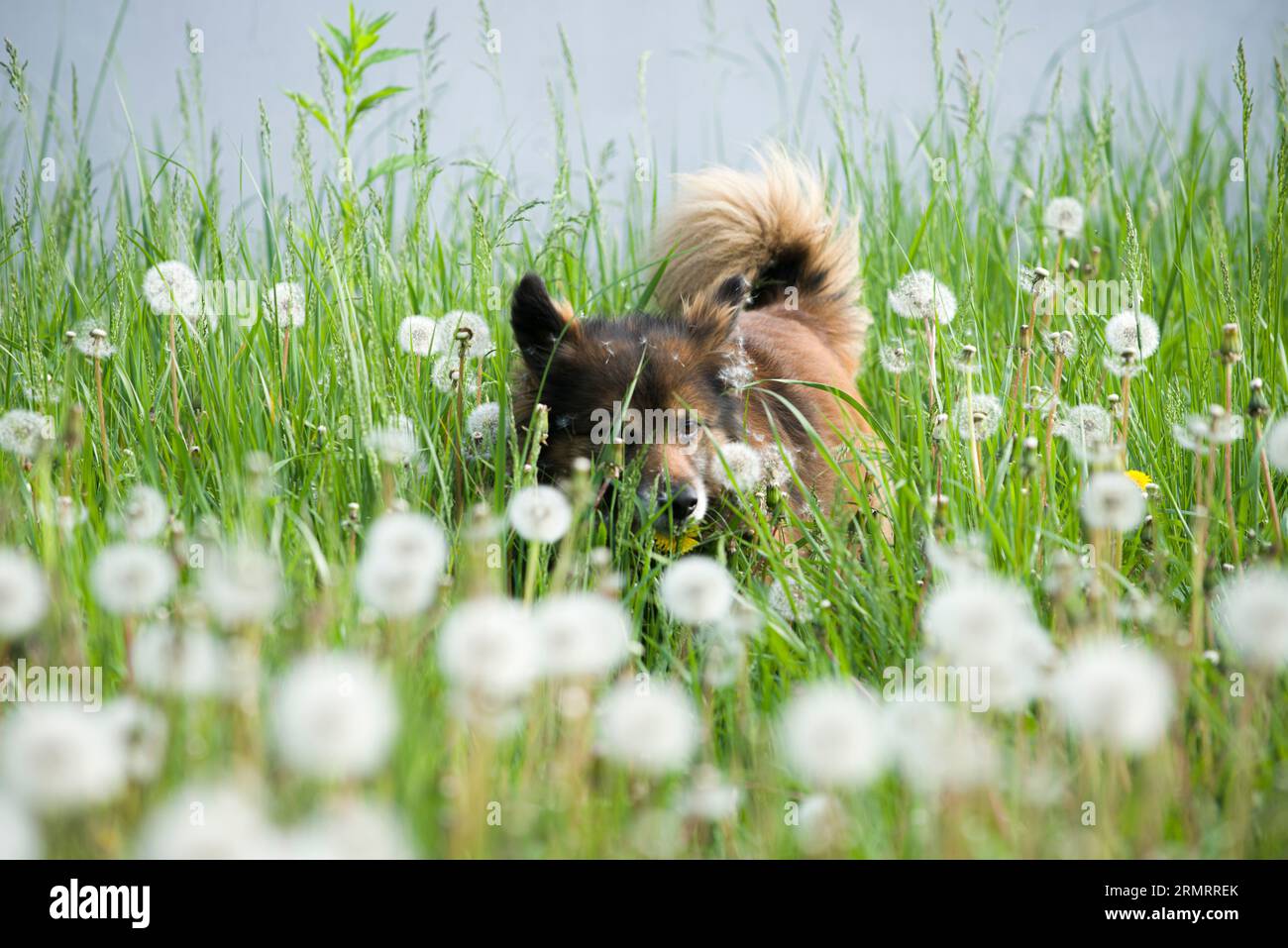 Un soffice cane marrone, su un prato di tarassoli in primavera Foto Stock