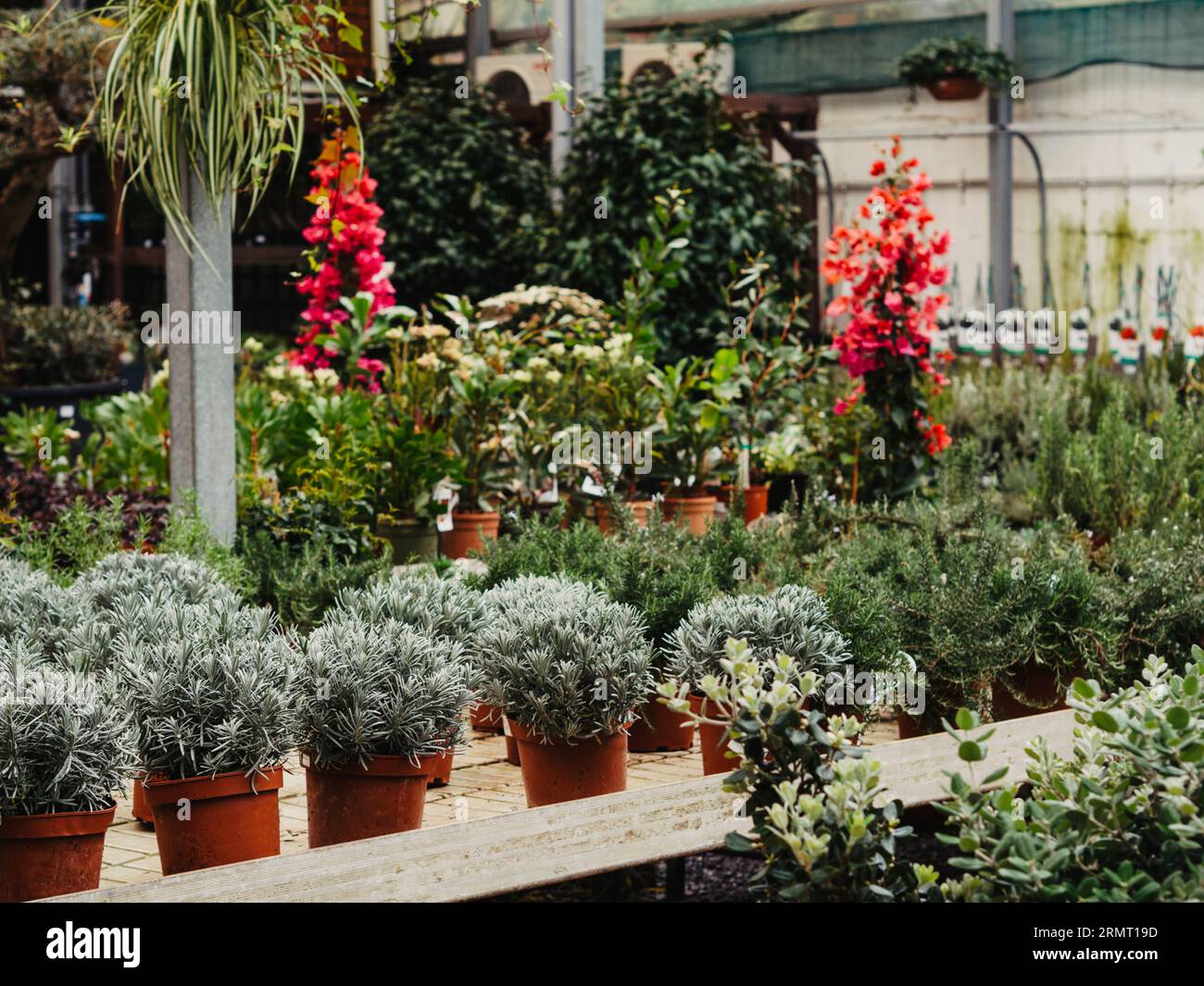 Molte piante diverse in vasi di fiori nel negozio di fiori. Concetto di Garden center e fornitore all'ingrosso. Foto Stock